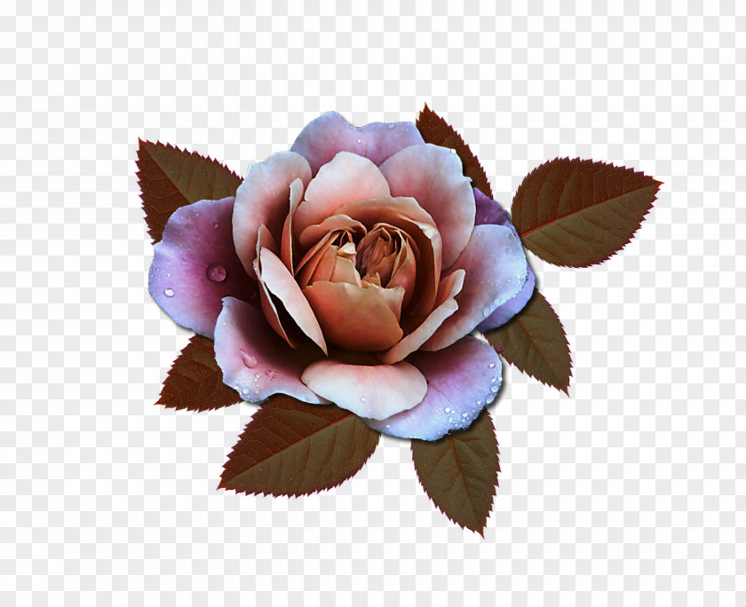 Garden Roses Centifolia Pink Douchegordijn Cut Flowers PNG