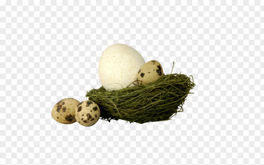 Nest Of Eggs Edible Birds Quail Bird PNG