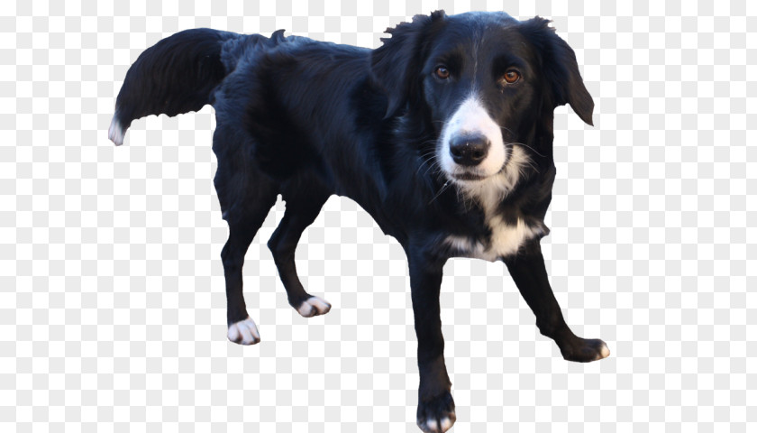 Sporting Group Companion Dog Border Collie PNG