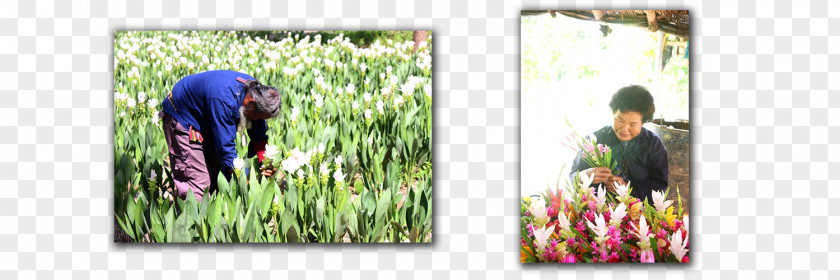 Thai Flower Picture Frames Grasses Family PNG
