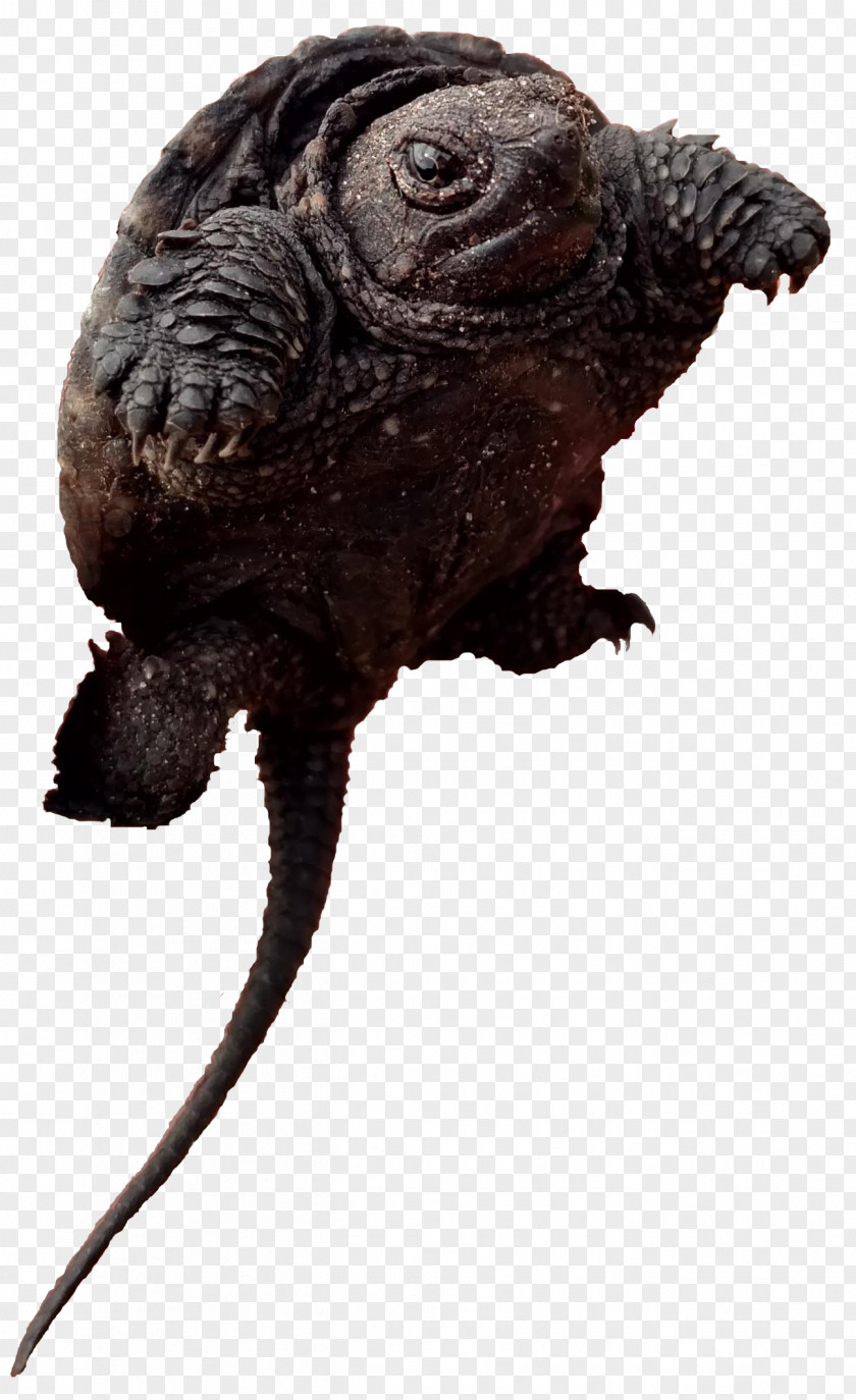Turtle Common Snapping Terrestrial Animal Toad Snout PNG