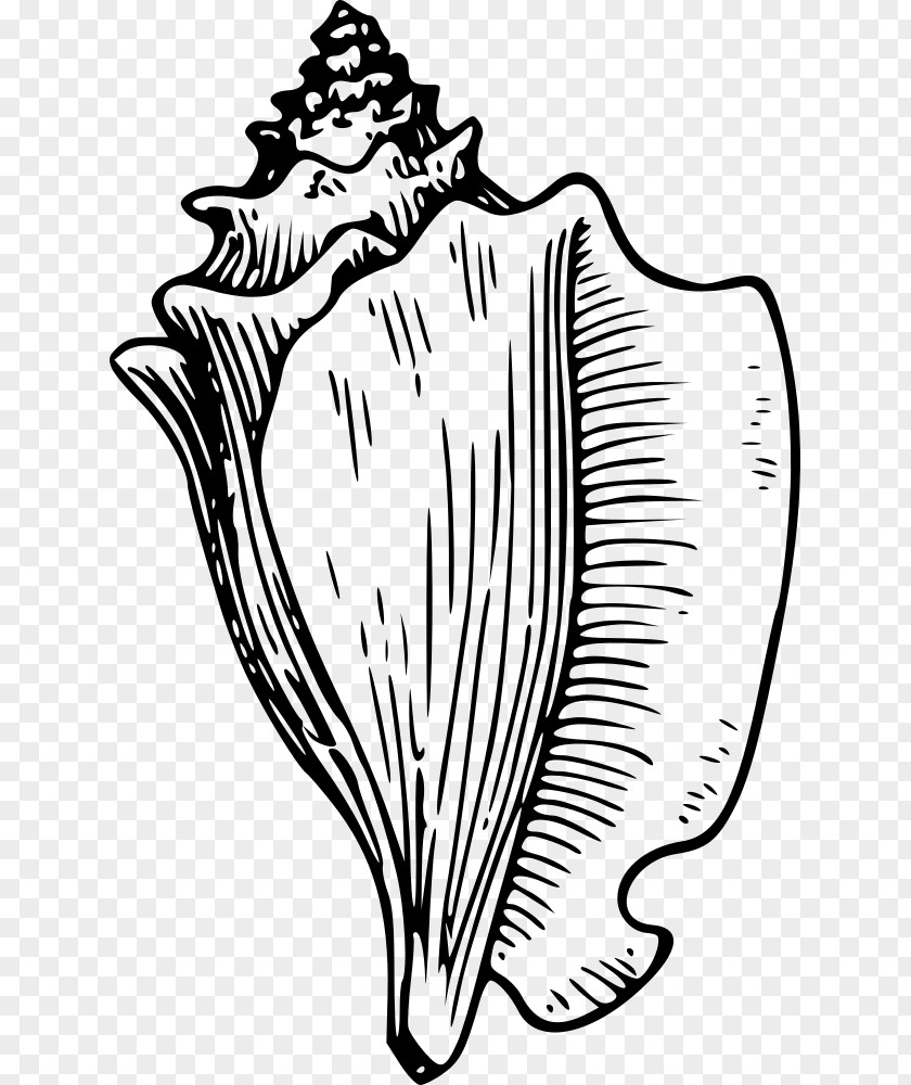 Conch Seashell Drawing Clip Art PNG