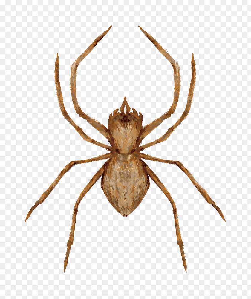 European Garden Spider Barn Tangle Web Wolf PNG