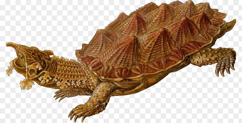 Prehistoric Turtle Skeleton Common Snapping Reptile Archelon Box PNG