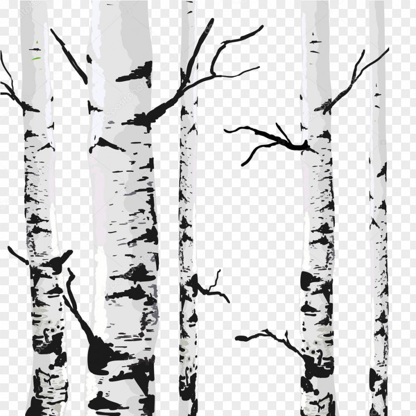 Tree Royalty-free Birch Drawing PNG