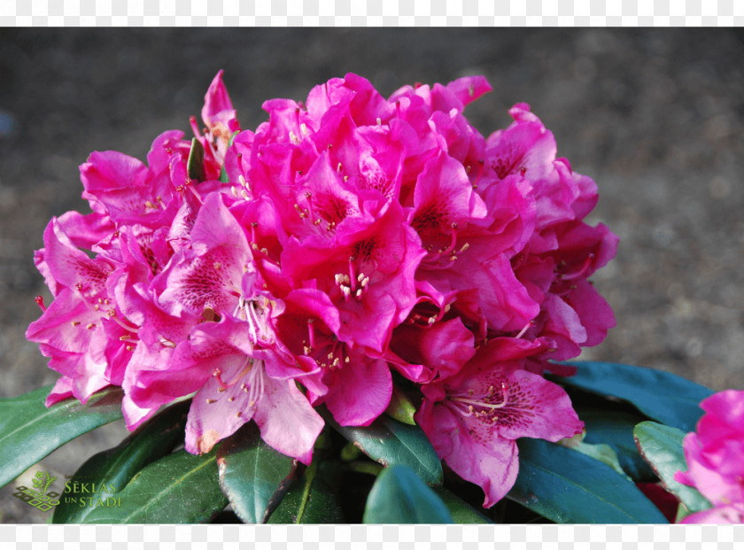 Azalea Rhododendron Pink M Annual Plant Herbaceous PNG