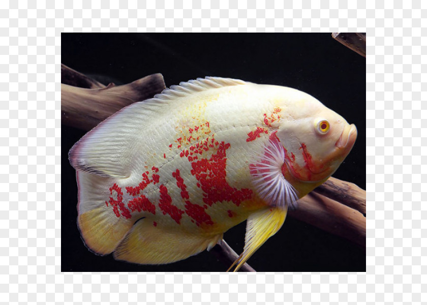 Fish Angelfish Oscar Astronotus Crassipinnis Aquarium PNG