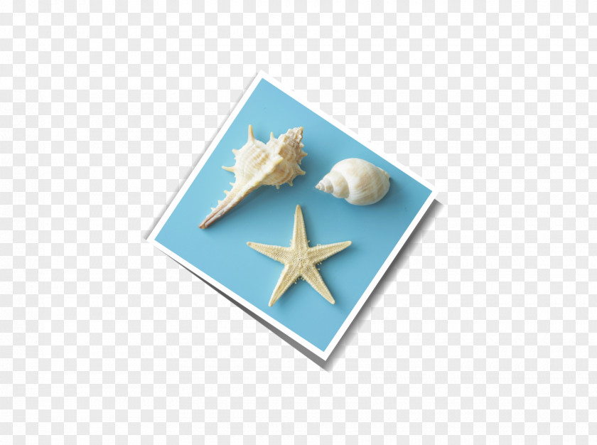 Starfish Conch Sea Snail PNG