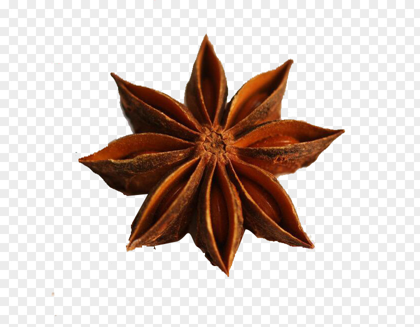 A Star Anise Logo Photography Illustration PNG