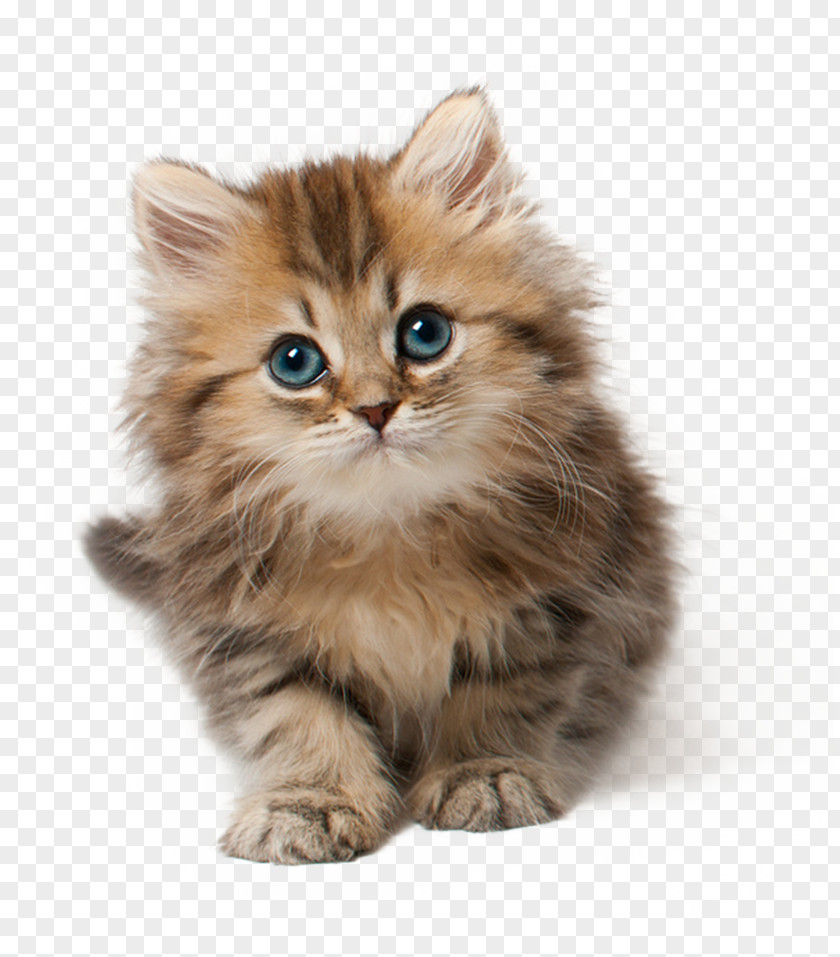 Cat 9 Kitten Cuteness Clip Art PNG