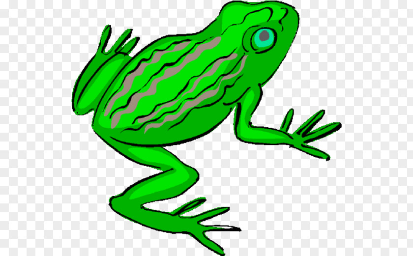 Frog Decameter Amphibians Clip Art PNG
