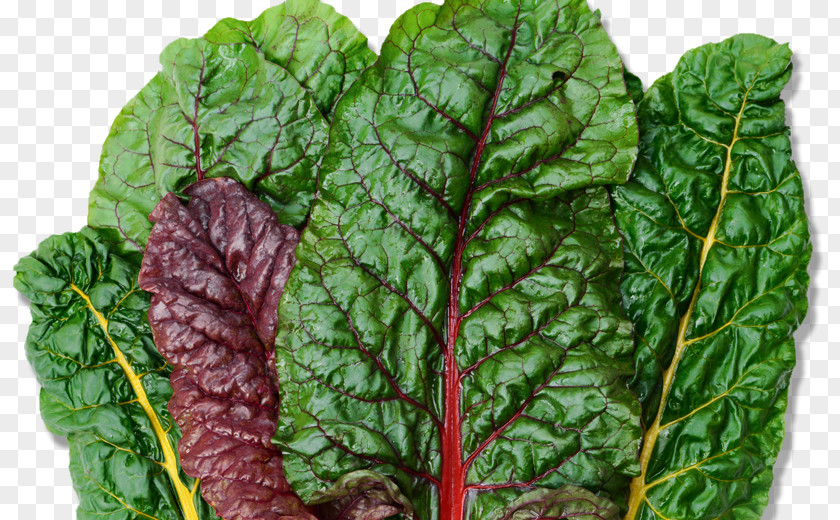 Lettuce Swiss Cuisine Spanakopita Nutrient Chard Leaf Vegetable PNG