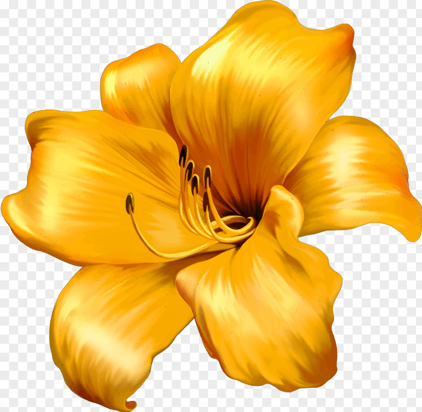 Lily Flower Stock Photography Vector Graphics Clip Art PNG