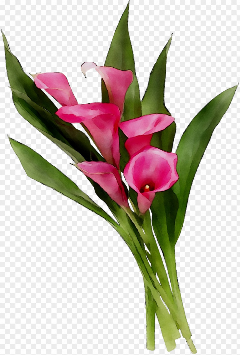 Floral Design Cut Flowers Flower Bouquet Tulip PNG