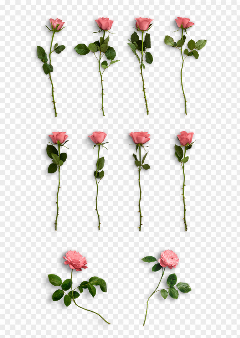 Flower Transparent Rose Graphic Design Graphics Pink PNG