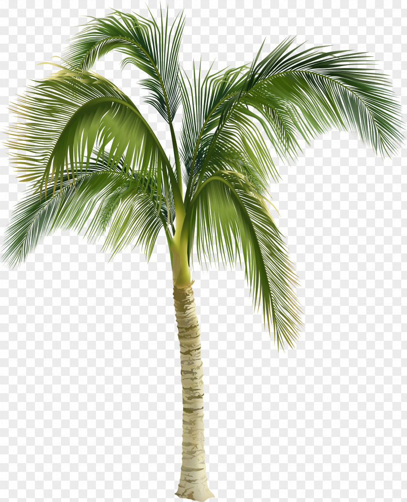 Beautiful Green Coconut Trees Royalty-free Arecaceae Stock Photography Tree Clip Art PNG