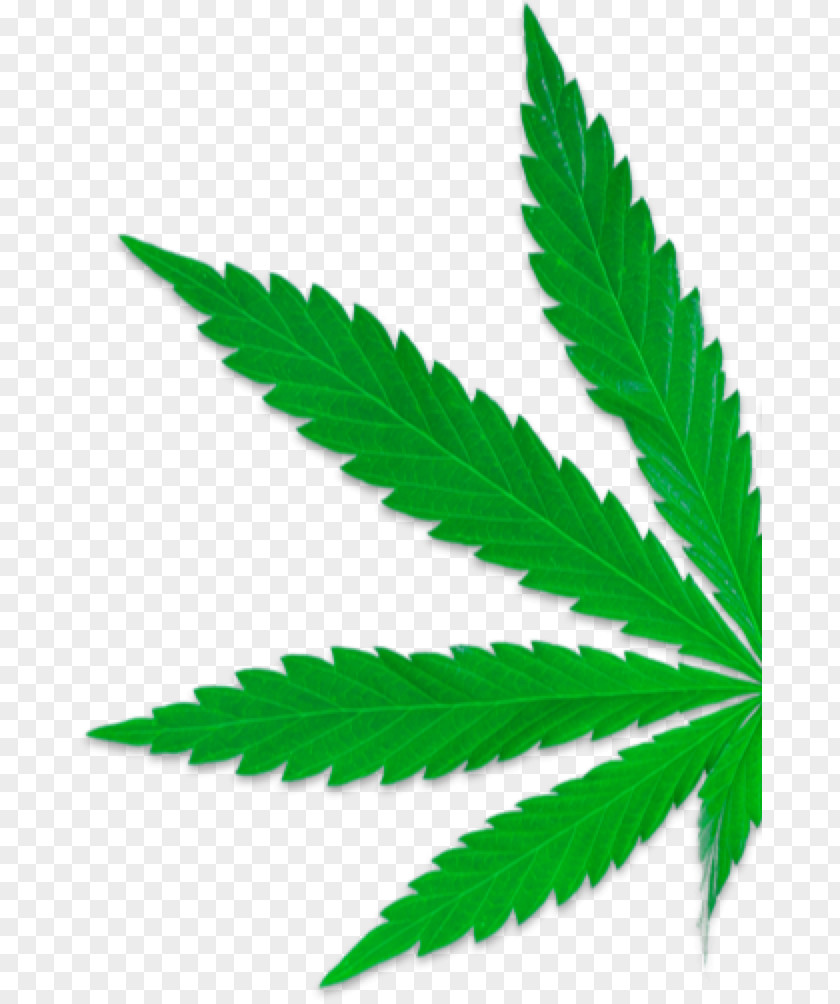Cannabis Medical Legality Of Legalization Shop PNG