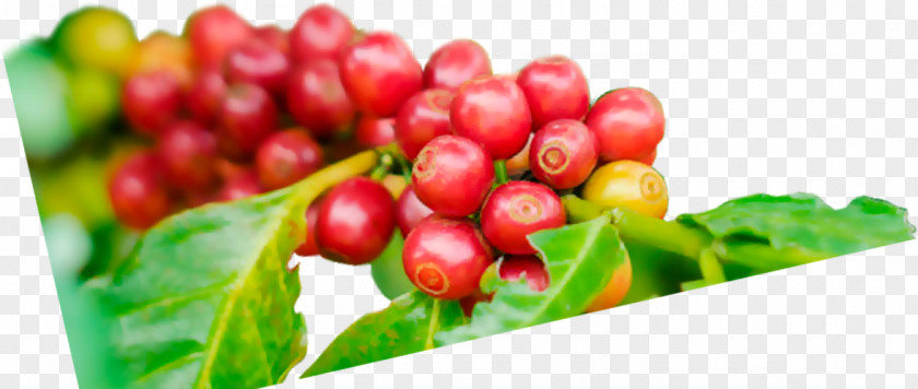 Coffee Pink Peppercorn Lingonberry Cranberry Chery PNG