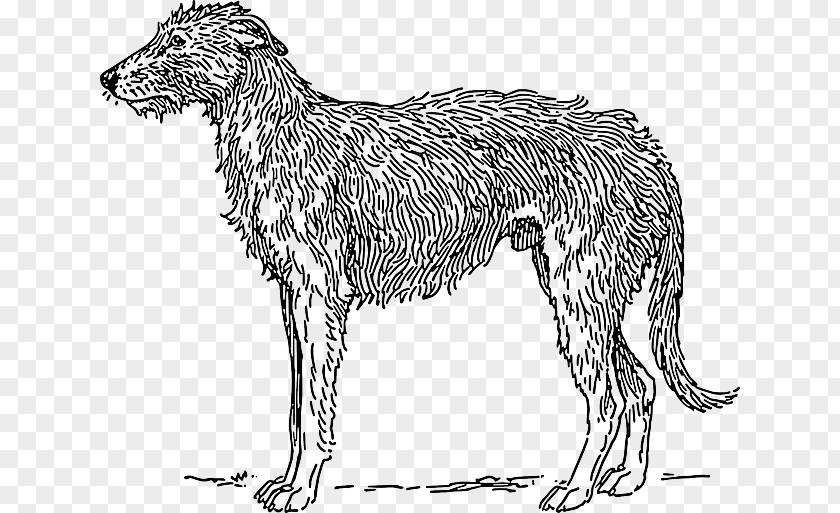 Fur Scottish Deerhound Borzoi Basset Hound Clip Art PNG