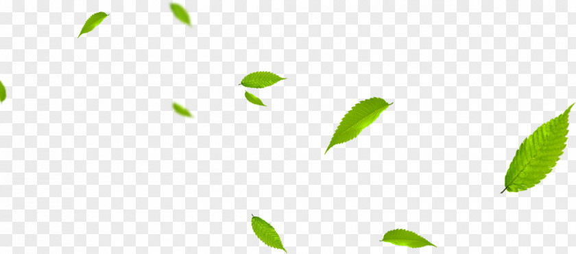 Green Leaves,leaf Leaf Euclidean Vector Gratis PNG