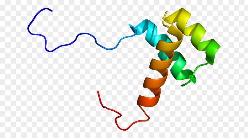 HOXB13 Hox Gene Protein Homeobox PNG