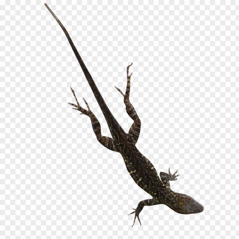 Lizard Reptile Giraffe Animal Lemur PNG