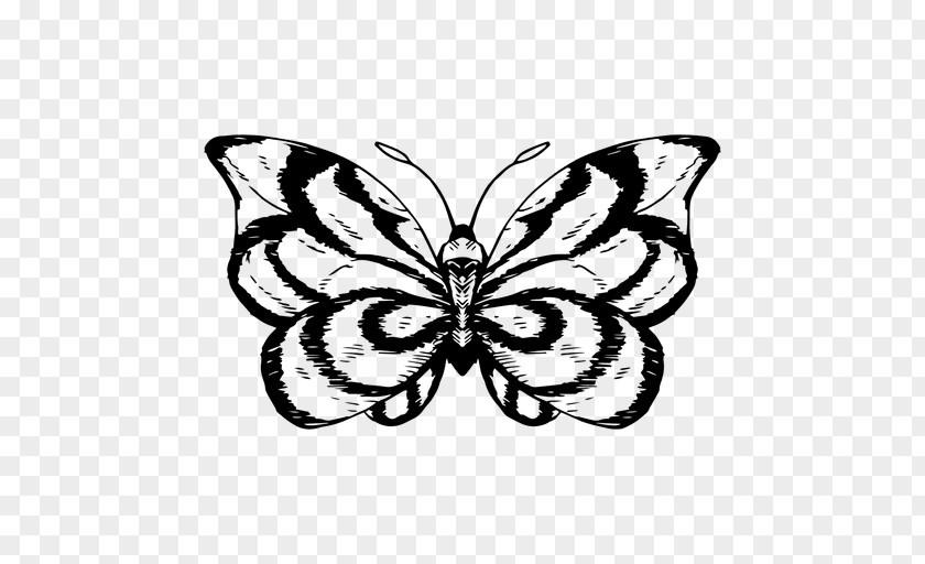 Sketchpad Vector Monarch Butterfly Moth Drawing PNG