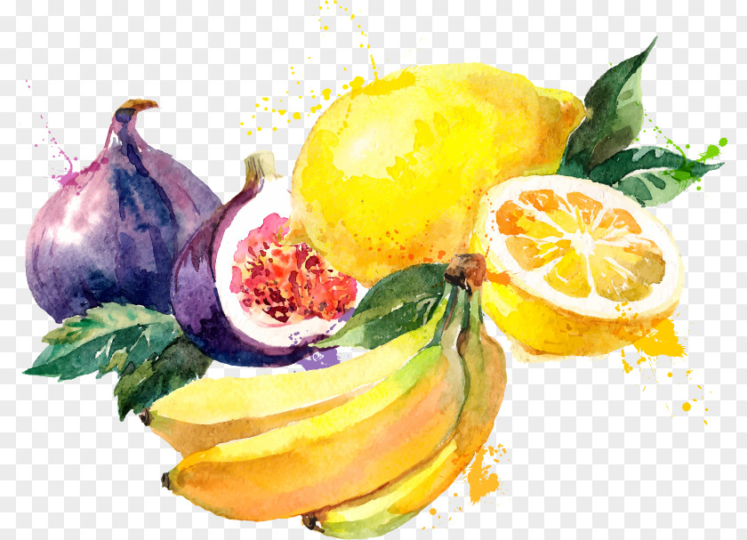 Banana Orange Lemon Fruit Vector Material Watercolor Painting Common Fig Drawing Illustration PNG