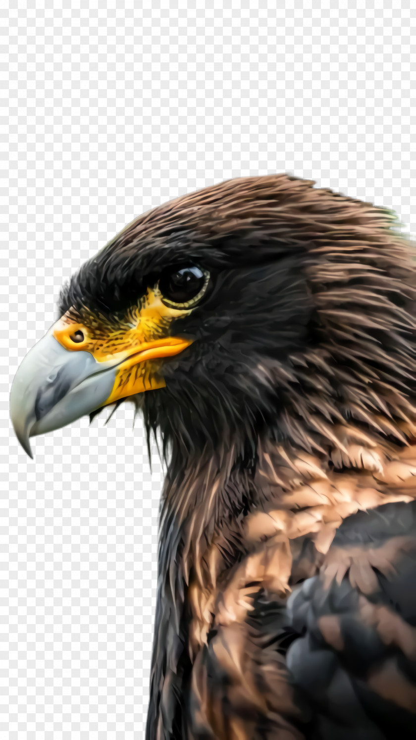 Falcon Accipitridae Bird Beak Of Prey Golden Eagle PNG