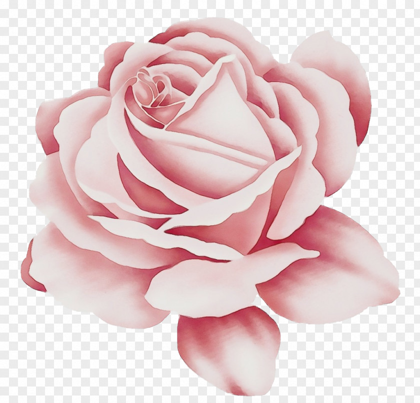 Japanese Camellia Floribunda Black Pink Rose PNG