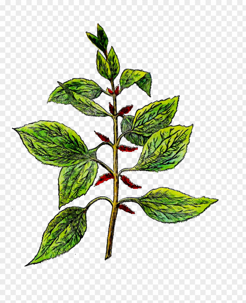Leaf Herbalism Plant Stem Branching PNG