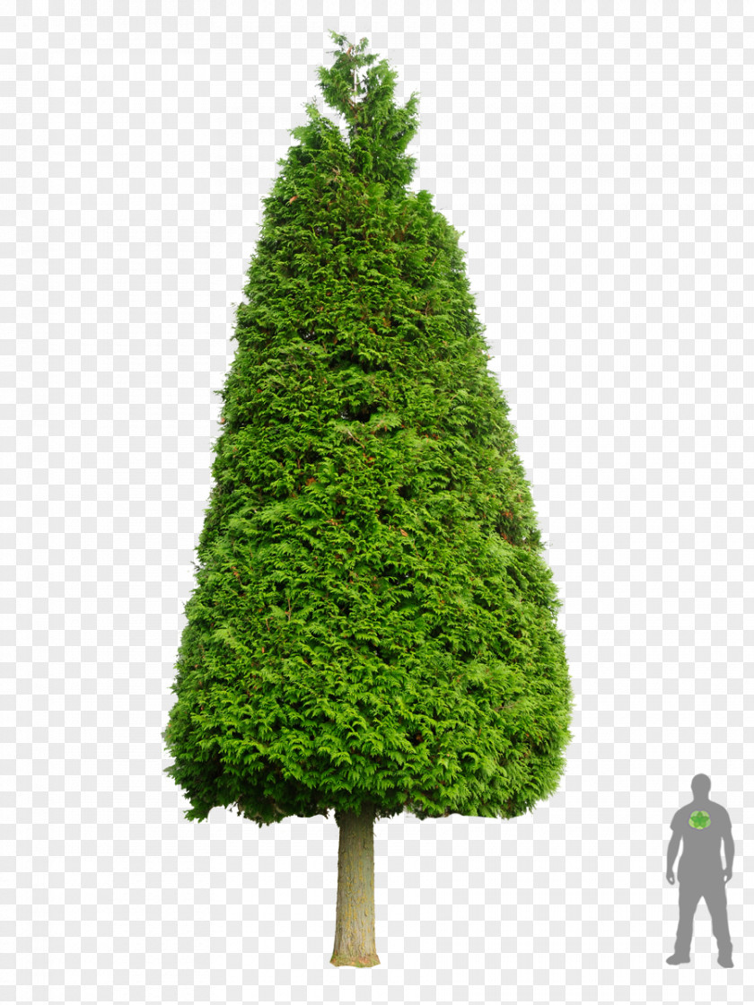 Tree Spruce Pine Western Red-cedar Cupressus PNG