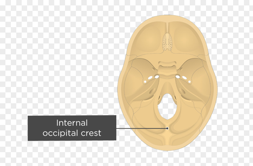 Brain Occipital Bone Internal Protuberance Crest External Foramen Magnum PNG