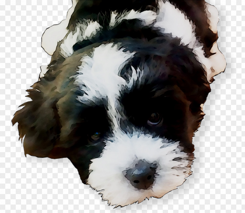 Drentse Patrijshond Cavalier King Charles Spaniel Cockapoo Cavapoo PNG