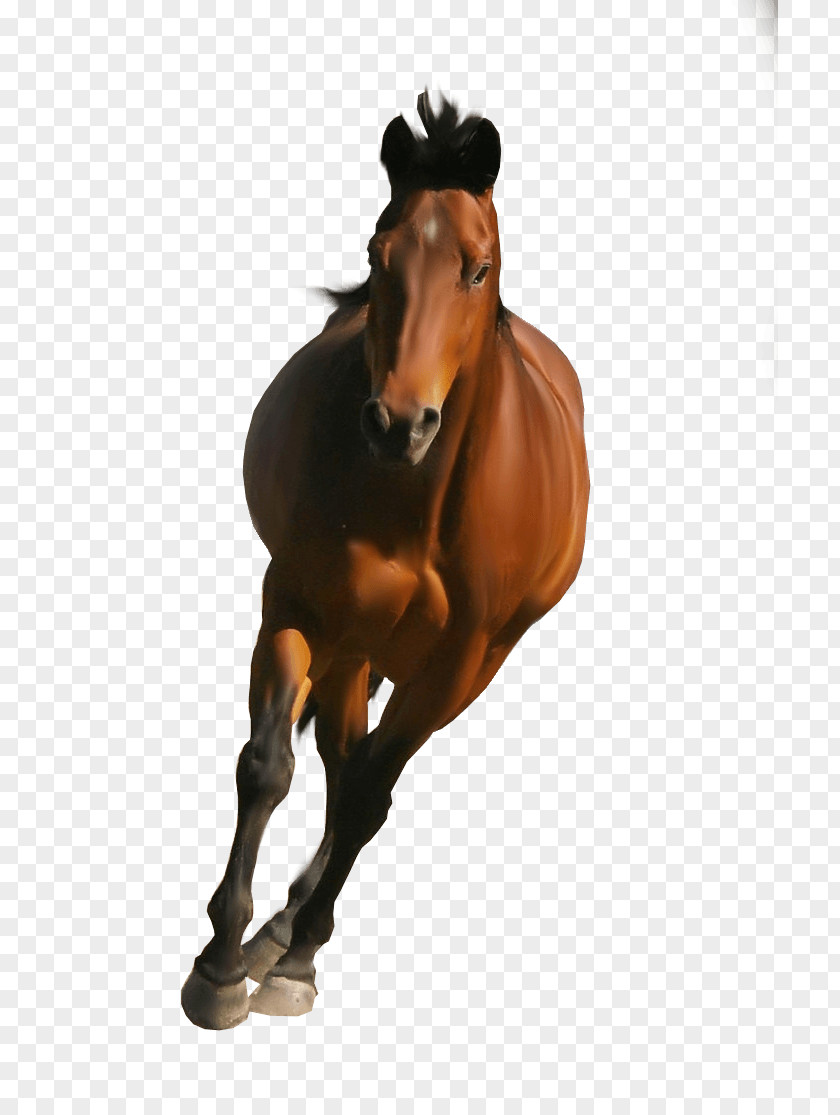 Horse Image Mustang Stallion Mare Rein Mane PNG