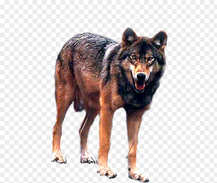 Kunming Wolfdog Coyote Canidae Dhole PNG