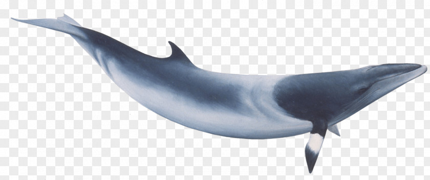 Minke Whale PNG Whale, blue whale clipart PNG