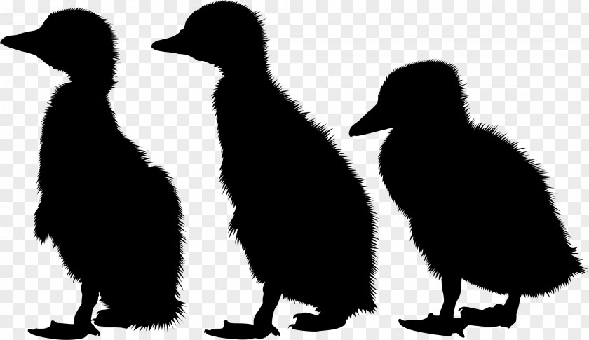 Penguin Fauna Silhouette Beak PNG