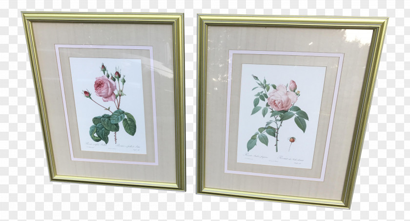 Picture Frames Art Cabbage Rose Printmaking PNG