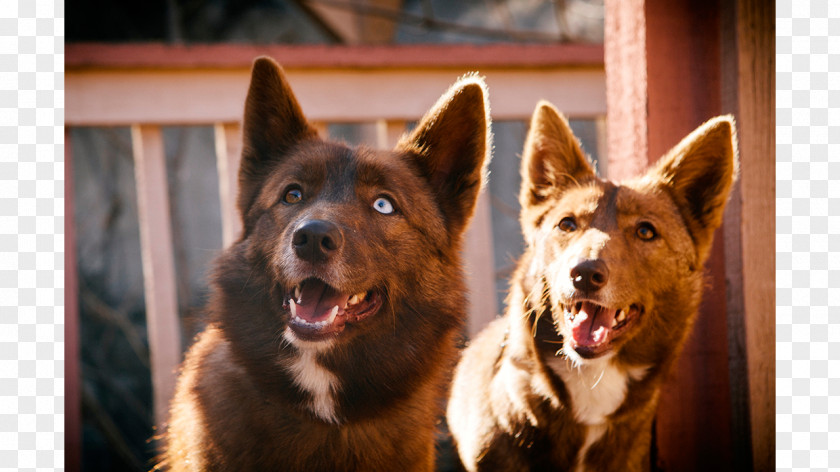 Australia Australian Kelpie Dog Breed Snout Razas Nativas Vulnerables PNG