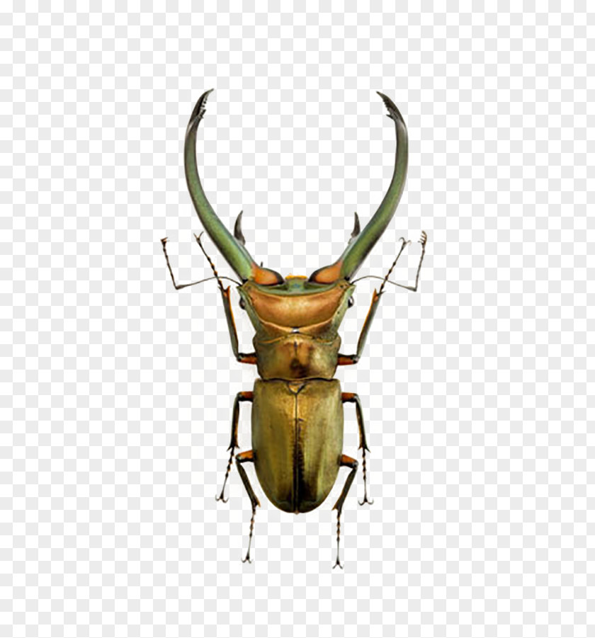 Green Stag Beetles Volkswagen Beetle Lucanus Cervus Lucanini PNG