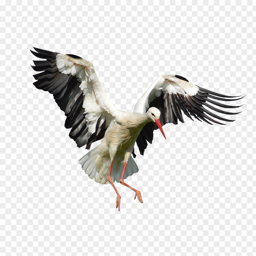 Stork White Bird Nest Plumage PNG