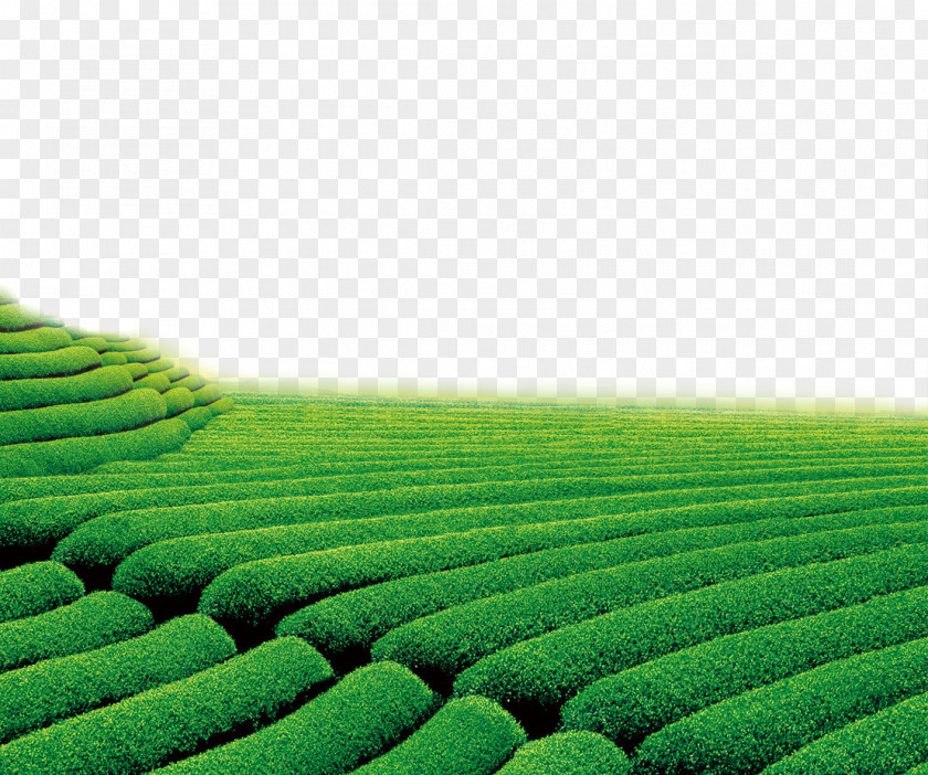 Tea Garden Theatrical Scenery Green Television Wallpaper PNG