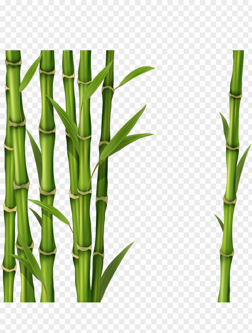 Bamboo Clip Art PNG