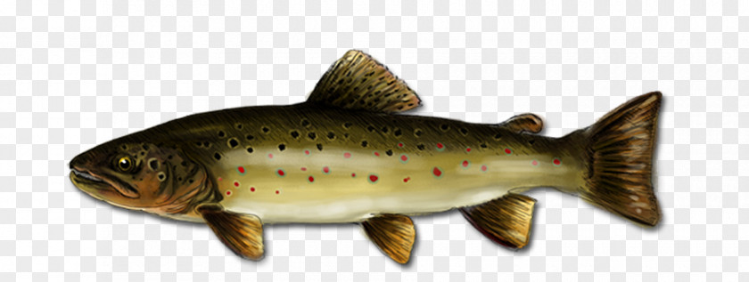 Brown Trout Salmon Cutthroat Fish Products 09777 PNG