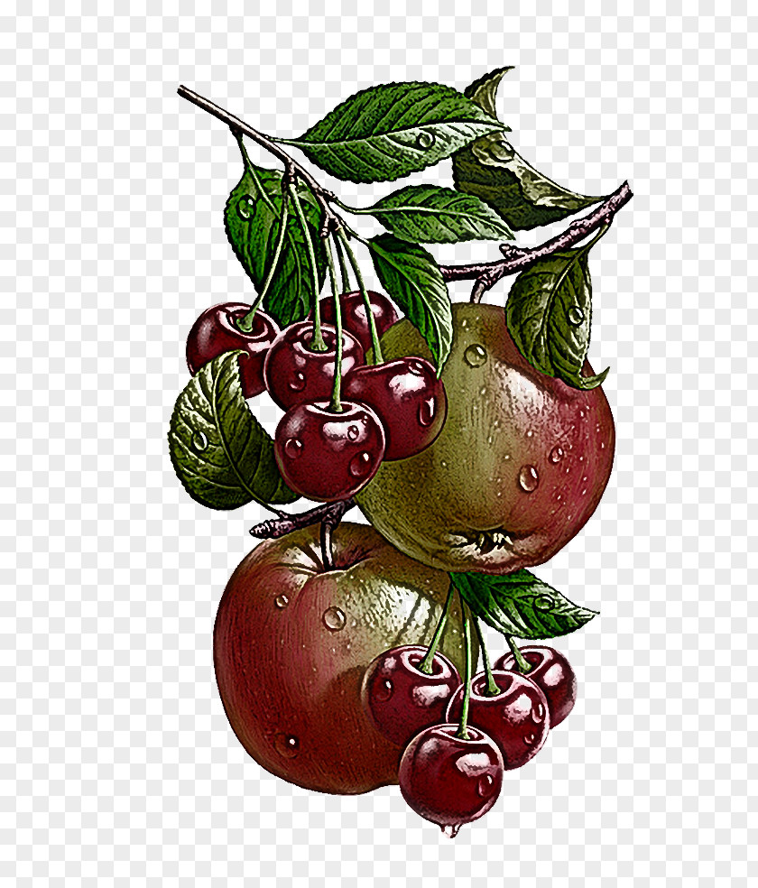 Fruit Plant Leaf Food Berry PNG