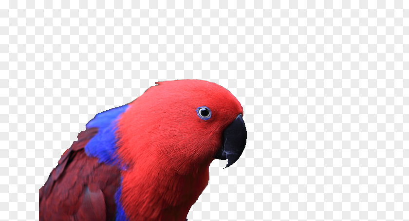 Parrot Macaw Bird Color Fly PNG