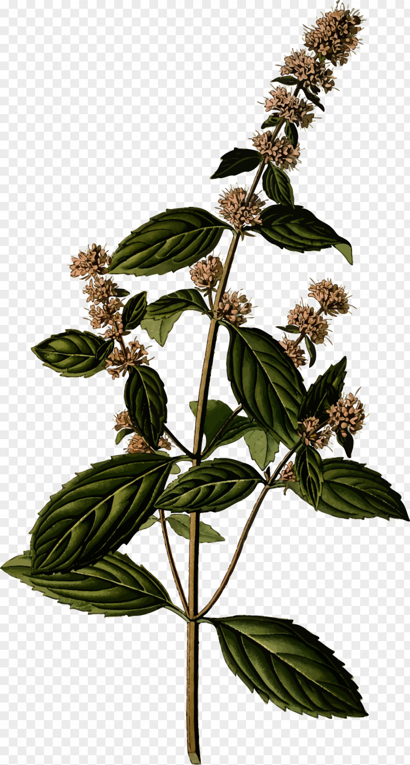 Pepermint Peppermint Mentha Spicata Botany Botanical Illustration Herb PNG