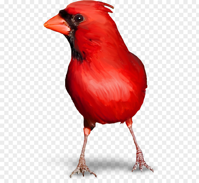 Bird Red Warbler Ergaticus PNG