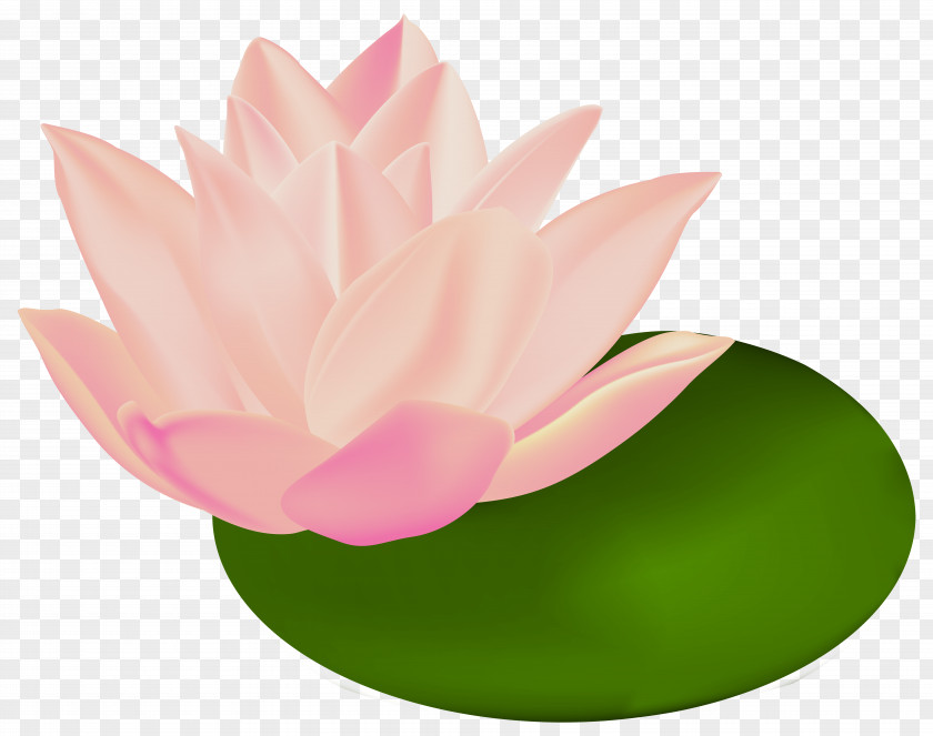 Water Lily Transparent Clip Art Image Nymphaea Alba Le Bassin Aux Nymphéas PNG